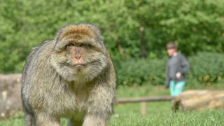 Teenager walking near a monkey