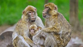 Barbary Macaques 7313663 1280