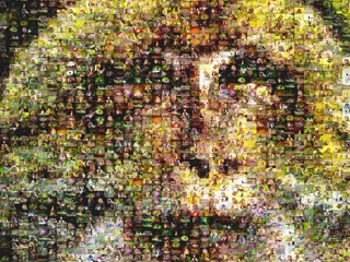 Celebrating 20Th Conservation Anniversary Barbary Macaque