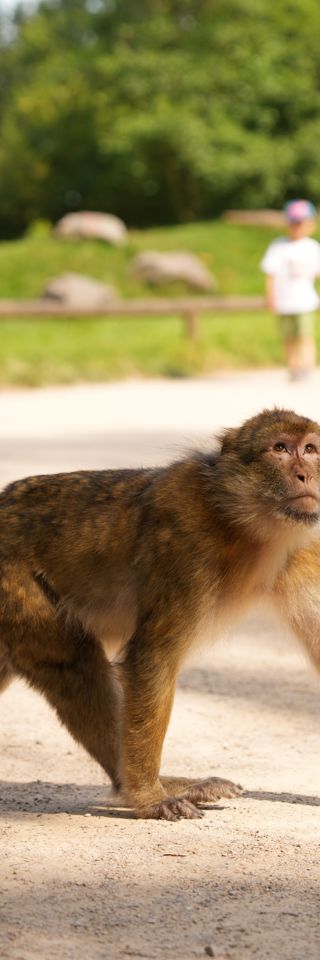 Humans walking near monkey in a forest