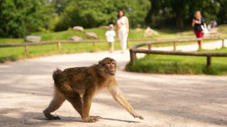 Humans walking near monkey in a forest