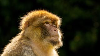 Female Barbary macaque