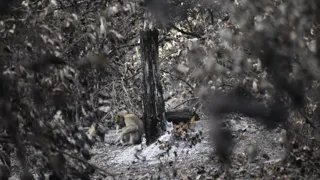 Future Issues Wildfires (1)