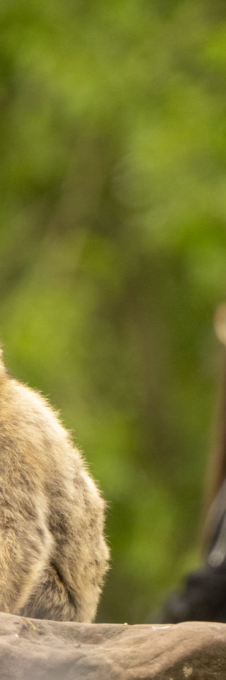 College student near a monkey