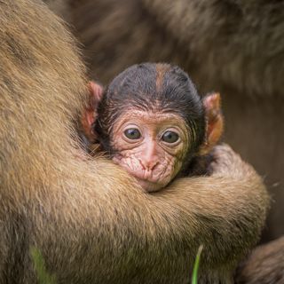 Monkeys (2)