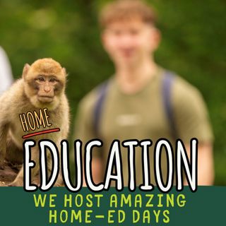 Our Monkey Live Stream! (4)