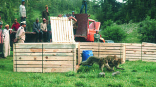 Reintroduction Singes Maroc Jpeg Web