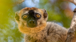 Less Than 8,000 Barbary Macaques Remain In The Wild (3)