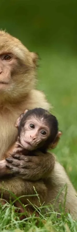 Barbary Macaques 1000X667